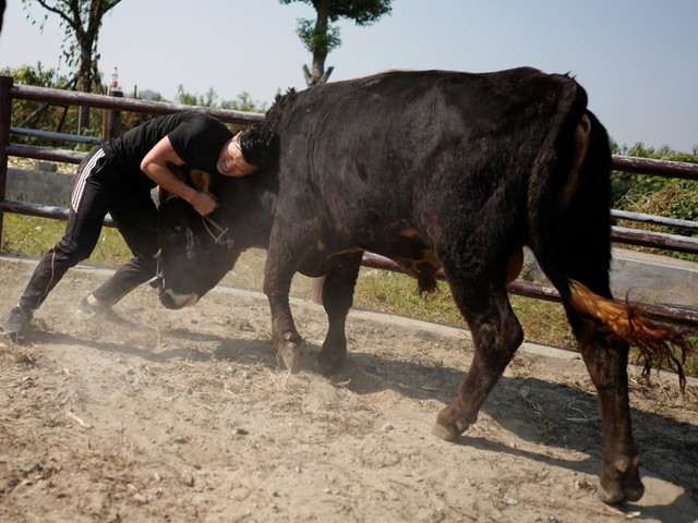 Môn thể thao “vật bò” kỳ lạ ở Trung Quốc - Ảnh 2.