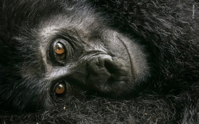 Những bức ảnh động vật hoang dã được khán giả bình chọn năm 2018 - Ảnh 5.