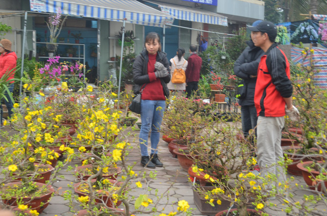 Chợ hoa Hoàng Hoa Thám rực rỡ, náo nhiệt ngày cận Tết - Ảnh 4.