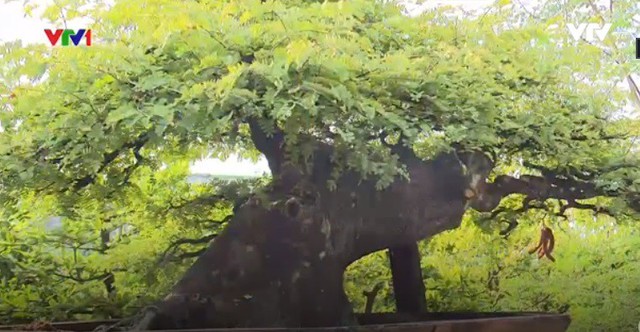 Cây me bonsai cổ thụ gần 100 tuổi độc đáo tại Long An - Ảnh 2.