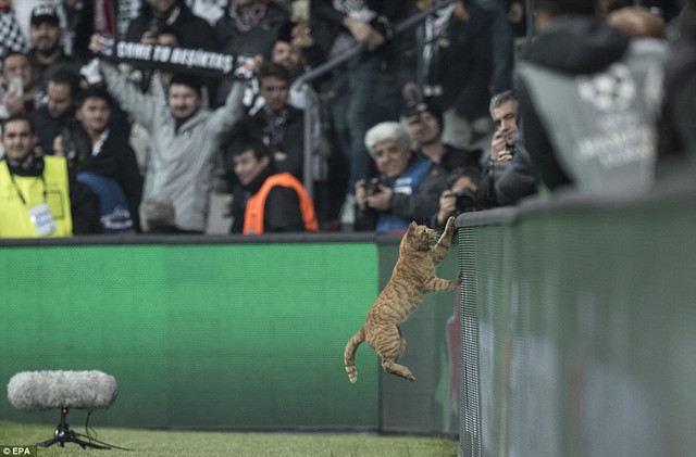 Cầu thủ xuất sắc nhất trận Besiktas - Bayern Munich là một chú... mèo? - Ảnh 4.