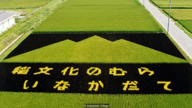 Ngỡ ngàng với những bức vẽ khổng lồ trên đồng lúa tại Nhật Bản - Ảnh 1.