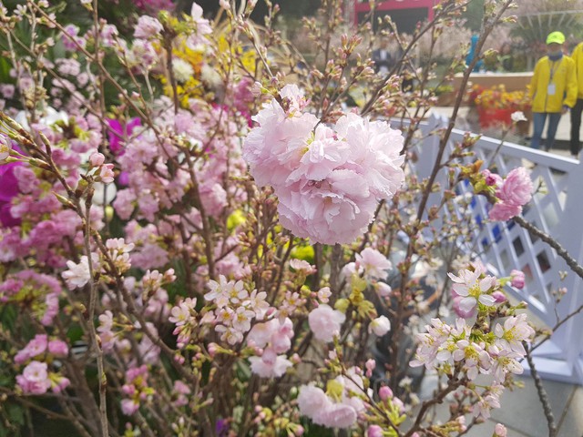  Lễ hội hoa anh đào Nhật Bản 2018: Trăm hoa khoe sắc trước giờ khai mạc - Ảnh 5.