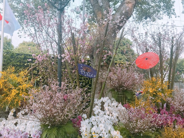  Lễ hội hoa anh đào Nhật Bản 2018: Trăm hoa khoe sắc trước giờ khai mạc - Ảnh 4.
