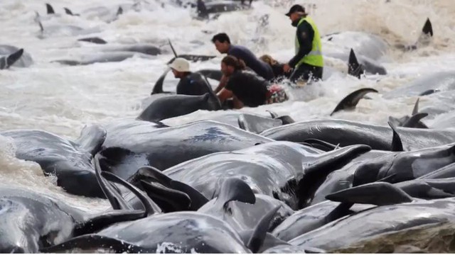 150 con cá voi mắc cạn ở Australia, chỉ 6 con còn sống sót - Ảnh 1.