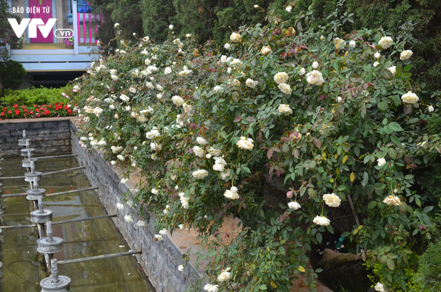 Ngắm hàng trăm cây hoa khoe sắc tại Lễ hội Hoa hồng 2018 - Ảnh 11.