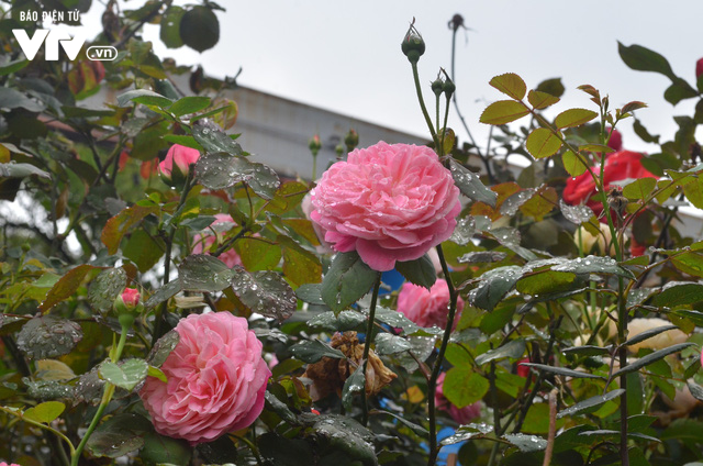 Ngắm hàng trăm cây hoa khoe sắc tại Lễ hội Hoa hồng 2018 - Ảnh 12.