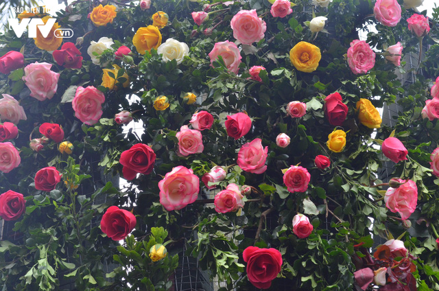 Ngắm hàng trăm cây hoa khoe sắc tại Lễ hội Hoa hồng 2018 - Ảnh 15.