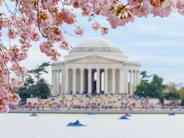 Mùa hoa anh đào nở rộ ở Washington, Mỹ - Ảnh 3.