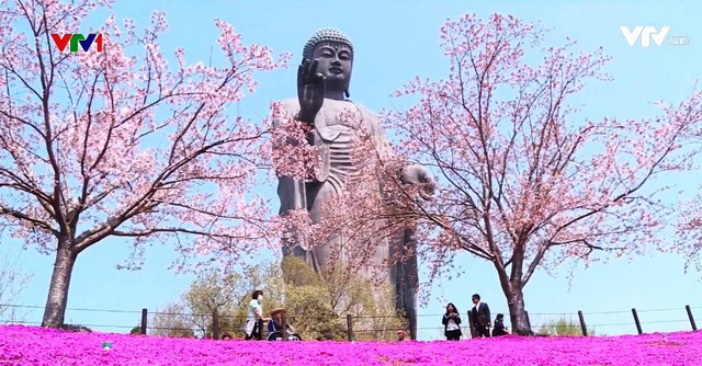 Mê mẩn mùa hoa anh đào nở rộ ở Nhật Bản - Ảnh 1.