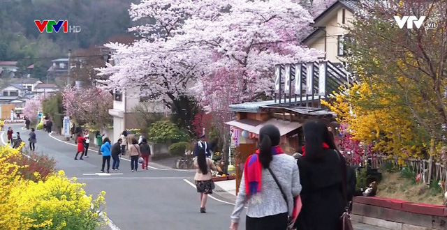 Mê mẩn mùa hoa anh đào nở rộ ở Nhật Bản - Ảnh 12.