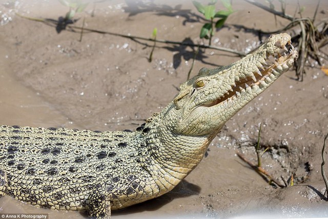 Xuất hiện cá sấu trắng quý hiếm tại Australia - Ảnh 1.