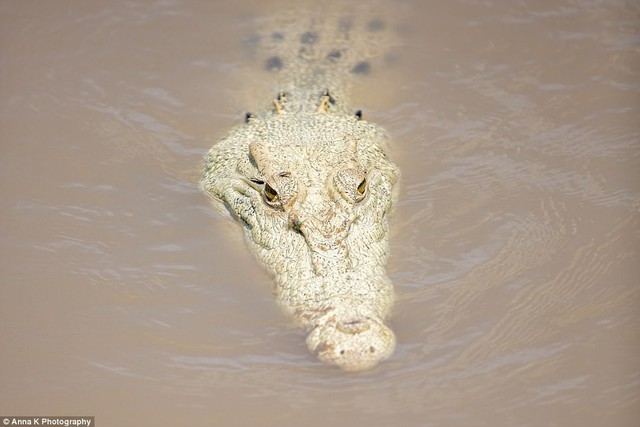 Xuất hiện cá sấu trắng quý hiếm tại Australia - Ảnh 2.