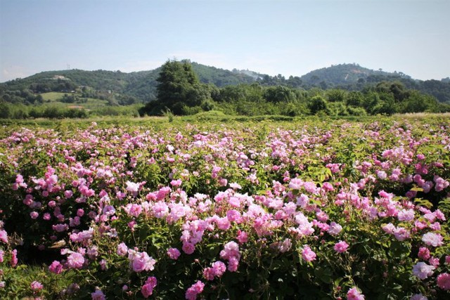 Mẹ bầu biến sân thượng thành vườn hồng rực rỡ giữa Sài thành
