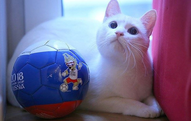 Bạn muốn biết thêm về chú mèo tiên tri Achilles đã giúp đội tuyển bóng đá Nga chiến thắng trong các trận đấu quan trọng? Hãy xem các bức ảnh đáng yêu của mèo \