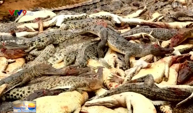 Dân làng Indonesia giết gần 300 con cá sấu trả thù cho người bị tấn công - Ảnh 1.