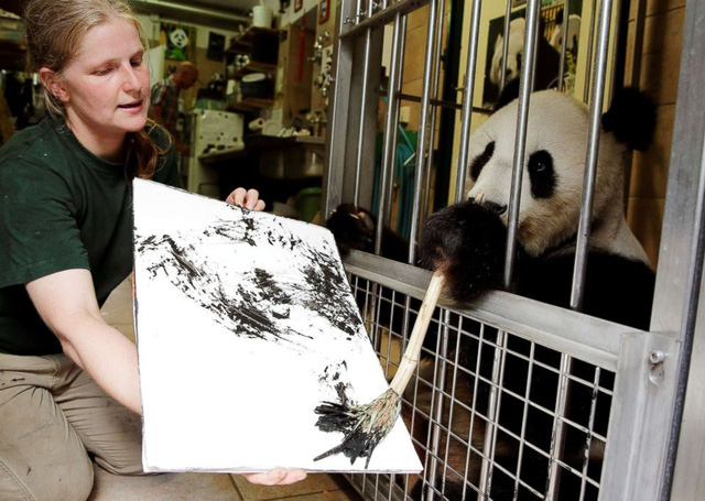 Kì lạ những bức tranh hàng trăm USD được vẽ bởi… gấu trúc - Ảnh 2.