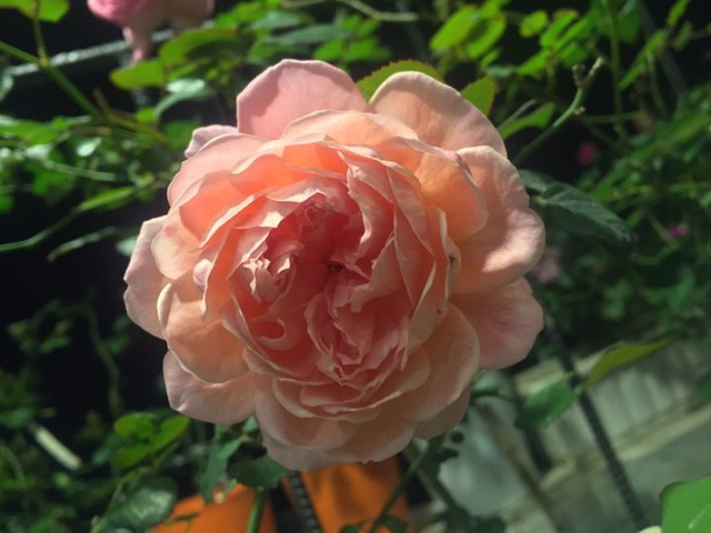 Mê mẩn vườn hồng hơn 100 cây khoe sắc trên ban công - Ảnh 2.