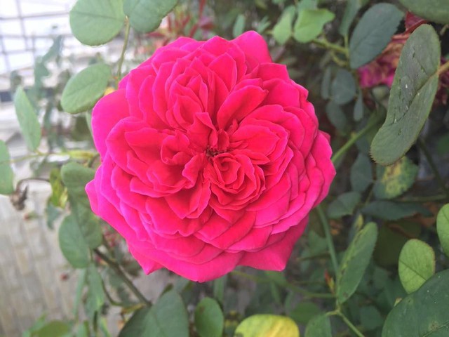 Mê mẩn vườn hồng hơn 100 cây khoe sắc trên ban công - Ảnh 1.