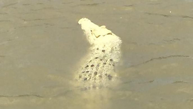 Xuất hiện cá sấu trắng quý hiếm tại Australia - Ảnh 4.