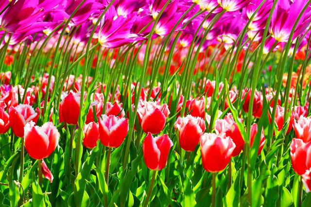 Hoa tulip đá khoe sắc tại Nhật Bản - Ảnh 8.