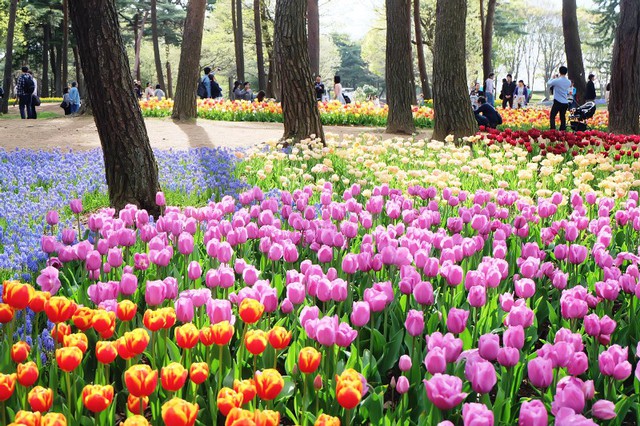 Hoa tulip đá khoe sắc tại Nhật Bản - Ảnh 2.