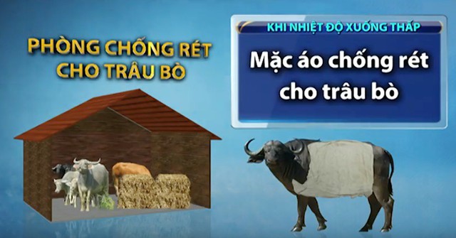 Các biện pháp chống rét cho trâu bò và rau màu - Ảnh 1.