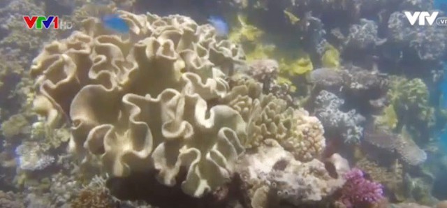 Rạn san hô Great barrier (Australia) đang “kêu cứu” - Ảnh 1.
