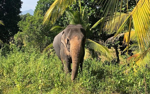 Những hình ảnh khiến bạn muốn tới Sri Lanka ngay trong năm 2019 - Ảnh 2.