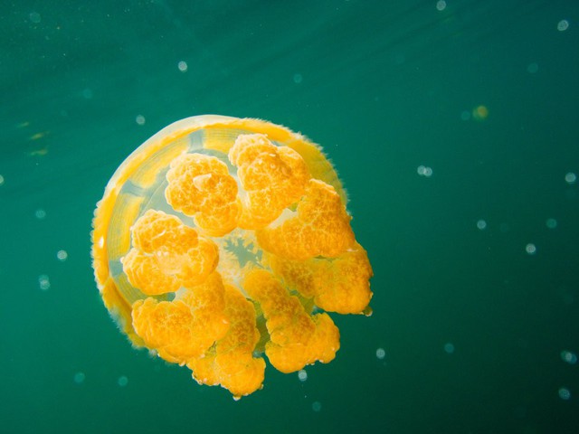 Lạc vào tiên cảnh khi bơi giữa hồ sứa Paula - Ảnh 4.