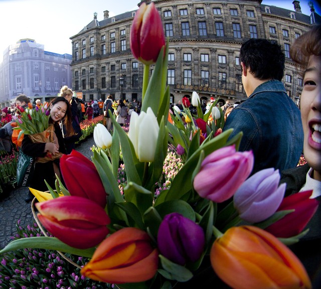Hàng nghìn bông hoa rực rỡ sắc màu trong Ngày Quốc gia Hoa tulip ở Hà Lan - Ảnh 6.