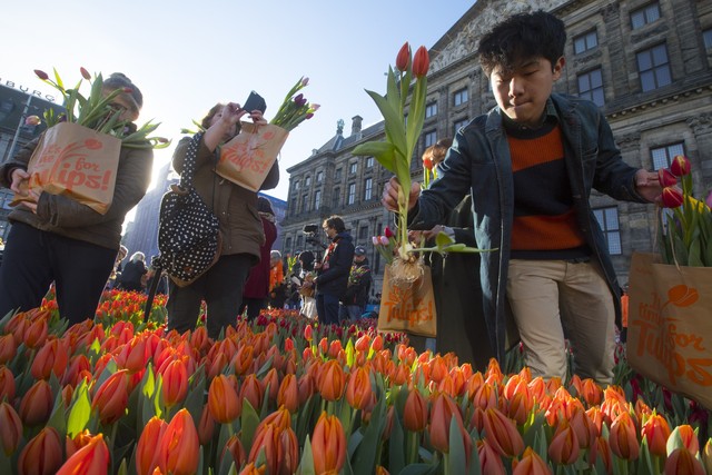 Hàng nghìn bông hoa rực rỡ sắc màu trong Ngày Quốc gia Hoa tulip ở Hà Lan - Ảnh 3.
