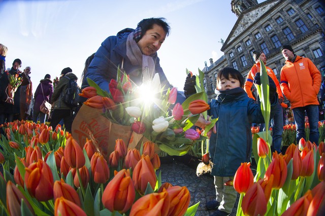 Hàng nghìn bông hoa rực rỡ sắc màu trong Ngày Quốc gia Hoa tulip ở Hà Lan - Ảnh 5.