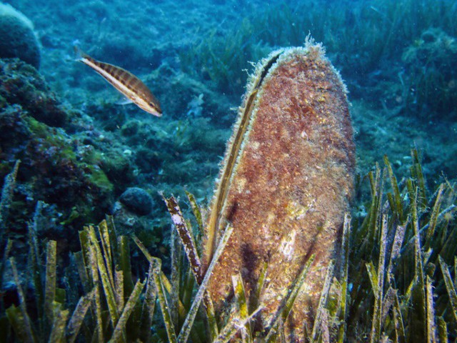 Biểu tượng dưới nước của Địa Trung Hải bị đe dọa hủy hoại - Ảnh 1.