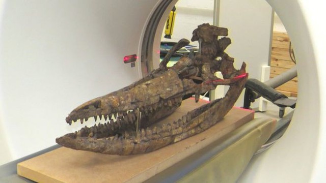 Chiêm ngưỡng bộ xương quái vật biển bằng công nghệ 3D - Ảnh 1.