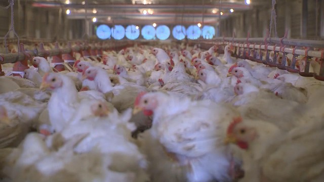 Nhập khẩu không phải là nguyên nhân chủ yếu gây giảm giá thịt gà tại Đông Nam Bộ - Ảnh 1.