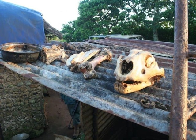 Phát hiện vụ buôn lậu 342kg xương sư tử tại Nam Phi - Ảnh 1.
