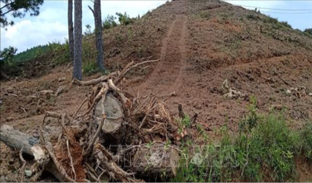 Phát hiện thêm vụ phá rừng thông tại Lâm Đồng - Ảnh 2.