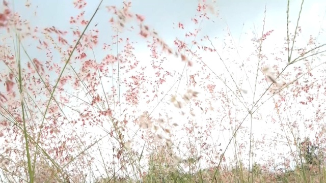 Mùa hội cỏ hồng trên cao nguyên Lang Biang - Ảnh 1.