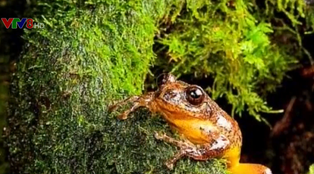 Giải cứu ếch cây khỏi nguy cơ tuyệt chủng - Ảnh 2.