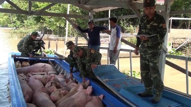 Gia tăng buôn lậu lợn từ Campuchia vào Việt Nam - Ảnh 1.