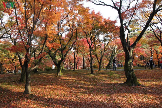 Tới ngôi chùa ngắm lá đỏ đẹp nhất Kyoto - Ảnh 2.