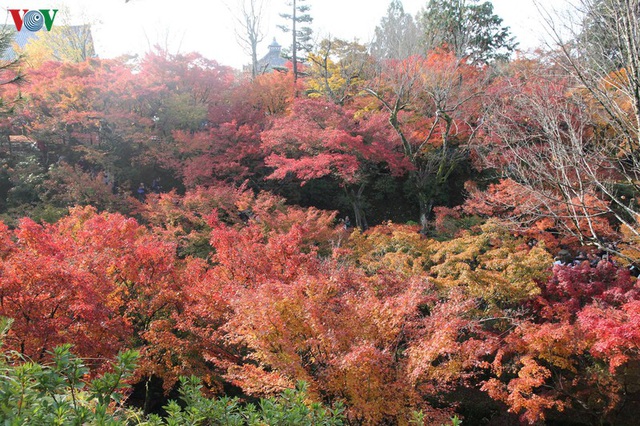 Tới ngôi chùa ngắm lá đỏ đẹp nhất Kyoto - Ảnh 8.