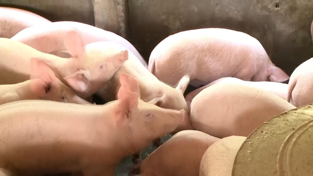Quảng Ngãi: Khoảng 1.800 tấn lợn hơi cung ứng dịp Tết - Ảnh 1.