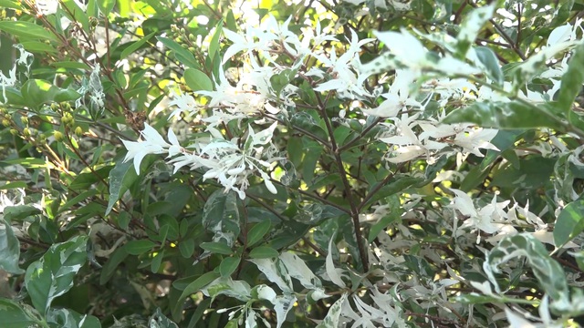 Mai Cẩm Thạch - cây cảnh đẹp lạ từ làng hoa Sa Đéc - Ảnh 2.