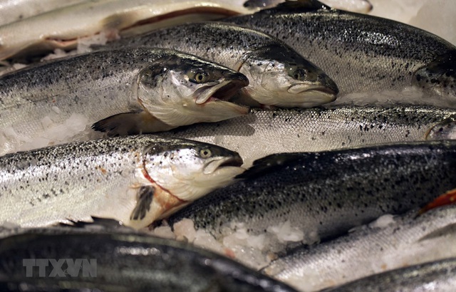 Nga cấm các sản phẩm cá hồi Na Uy - Ảnh 1.