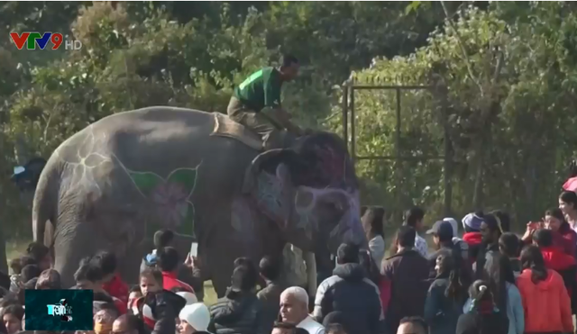 Lễ hội đầu năm dành cho những chú voi đáng yêu tại Nepal - Ảnh 1.