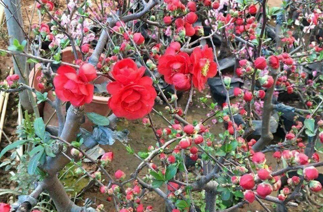 Đào thất thốn giả, mai đỏ Trung Quốc trên thị trường hoa Tết Việt - Ảnh 4.