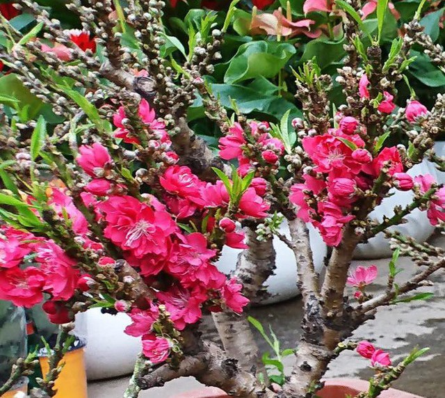 Đào thất thốn giả, mai đỏ Trung Quốc trên thị trường hoa Tết Việt - Ảnh 1.
