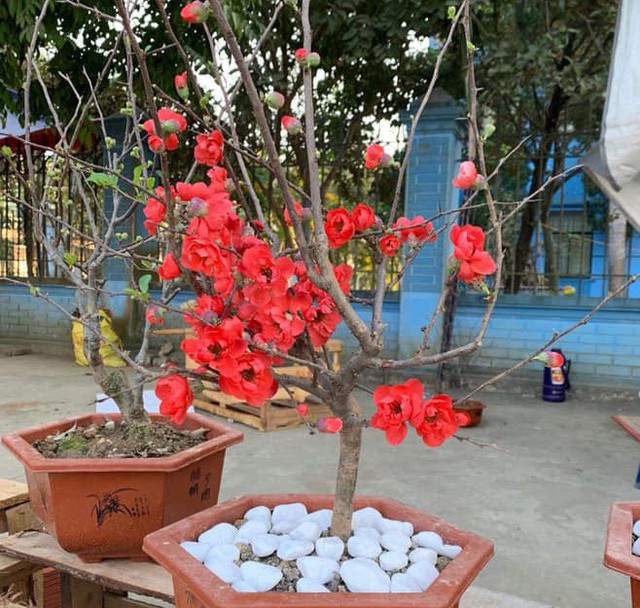 Đào thất thốn giả, mai đỏ Trung Quốc trên thị trường hoa Tết Việt - Ảnh 3.